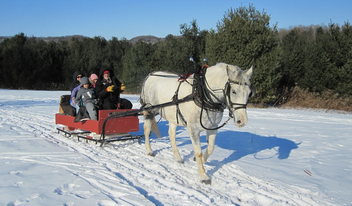 Horse-drawn sleigh rides walk or canter - they struggle at a trot.