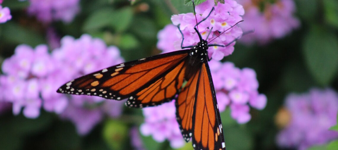 Transitioning from maestro to manager