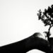 A hand raised against a pale sky holding a small tree sapling, rendered in high-contrast black and white, evoking careful stewardship and the slow growth of what is tended with patience.