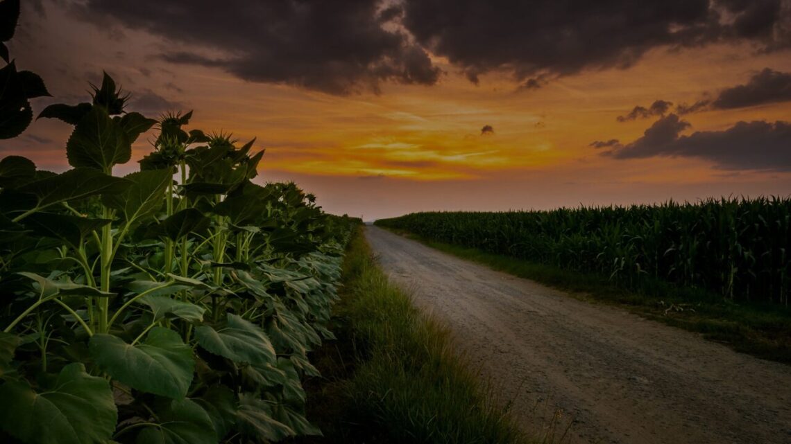 A gravel farm road stretching toward a dramatic sunset horizon, flanked by sunflowers and corn crops under a wide, cloud-filled sky.