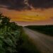 A gravel farm road stretching toward a dramatic sunset horizon, flanked by sunflowers and corn crops under a wide, cloud-filled sky.