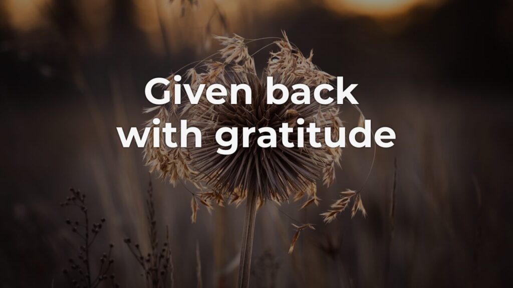 A dried spent seed head stands upright in a field of golden grasses at dusk, its seeds dispersing into soft amber light — a quiet image of releasing a long-held idea with wisdom and gratitude.