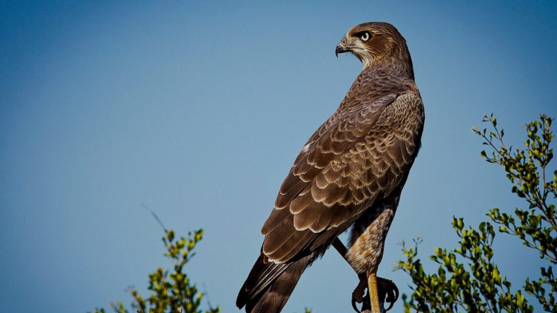 A falcon perched at the top of a branch against a clear blue sky, feathers detailed and alert, gaze fixed to the left with complete stillness and watchful attention.