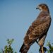 A falcon perched at the top of a branch against a clear blue sky, feathers detailed and alert, gaze fixed to the left with complete stillness and watchful attention.