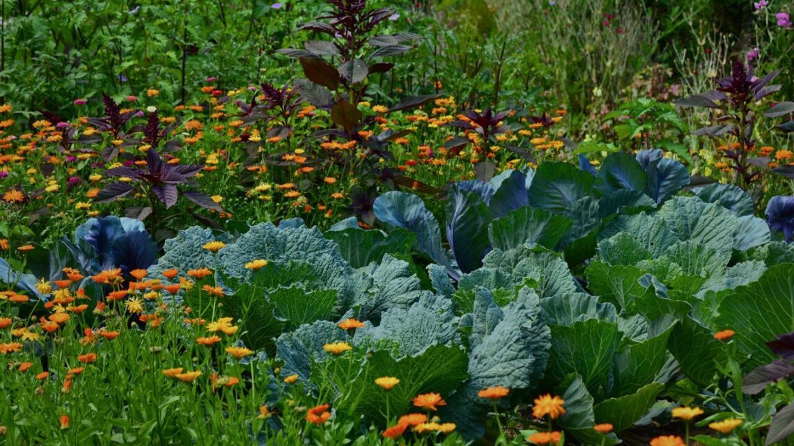 A dense, thriving garden bed of blue-green cabbages and orange and yellow flowers growing together in loose, tended rows.